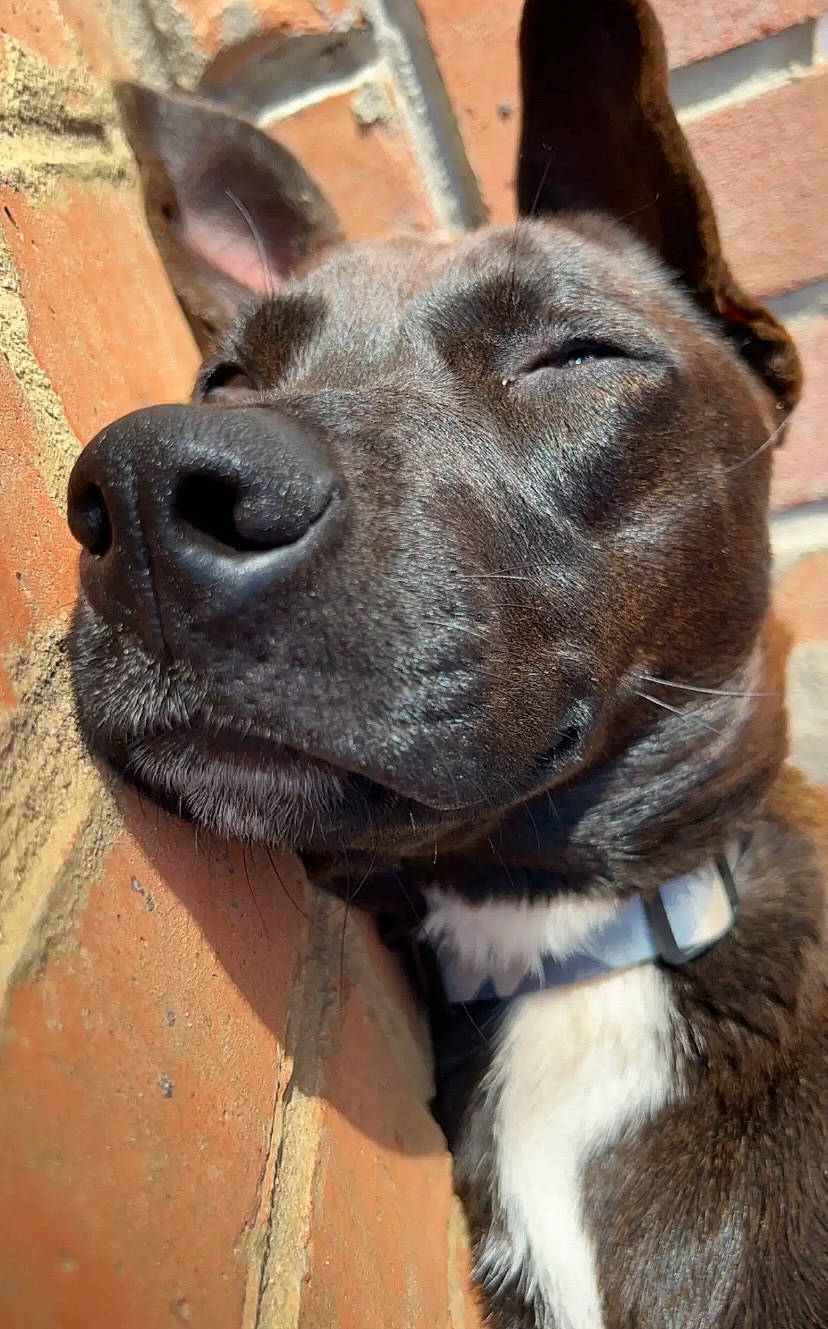 Lennon is registered to the contest to win money with this photo: canidae, carnivore, collar, companion_dog, dog_breed, dog_collar, ear, fawn, fur, liver, livestock, pack_animal, pet_supply, snout, sporting_group, terrestrial_animal, wallaby, whiskers, wildlife, working_animal