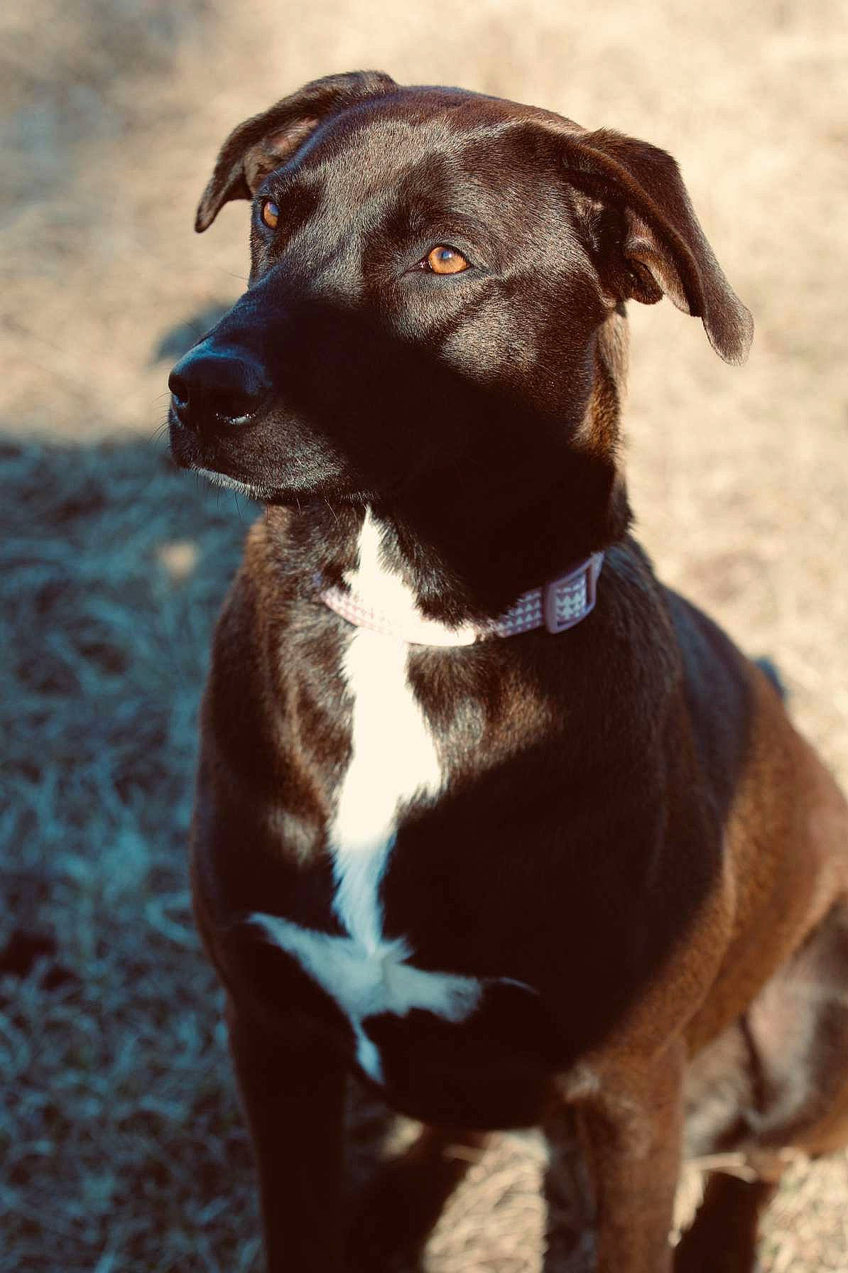 Lennon joined the competition — help win amazing prizes! borador, canidae, carnivore, collar, companion_dog, dog, dog_breed, dog_collar, eye, fashion_accessory, fawn, fur, liver, pet_supply, plant, snout, sporting_group, terrestrial_animal, whiskers, working_animal