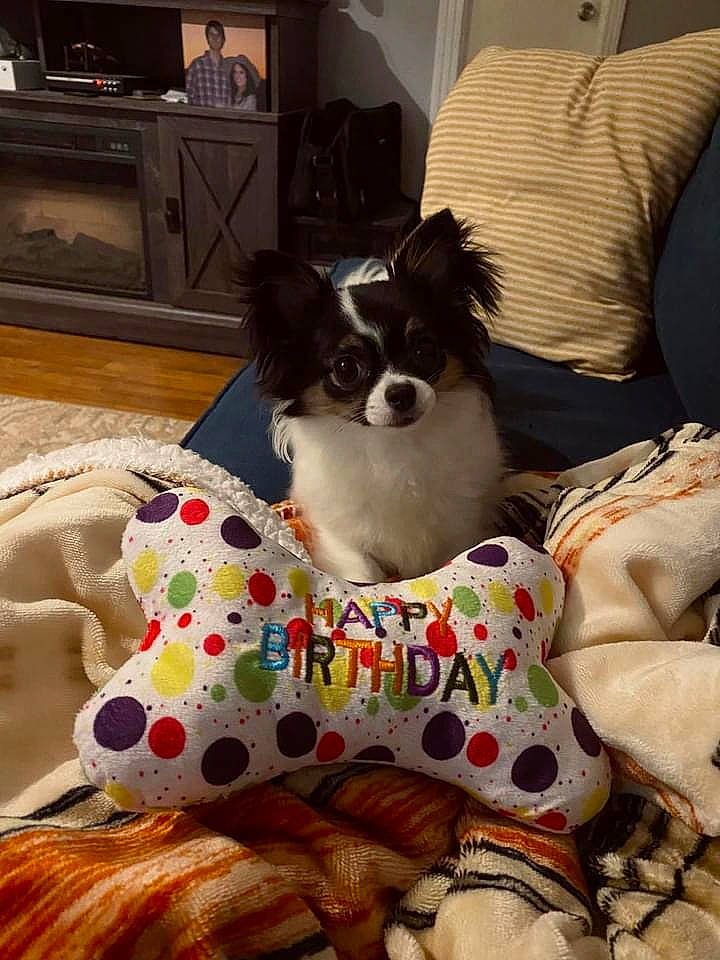 Rosie is registered to the contest to win money with this photo: cabinetry, carnivore, collar, comfort, companion_dog, couch, countertop, dog, dog_breed, dog_clothes, dog_supply, fawn, gas_stove, kitchen_stove, living_room, pet_supply, pillow, toy, toy_dog, working_animal