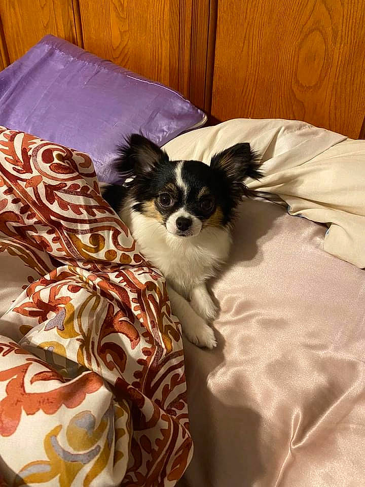 Rosie is registered to the contest to win money with this photo: bed_sheet, bedding, carnivore, comfort, companion_dog, dog, dog_breed, dog_supply, duvet, fawn, fur, linens, pattern, pillow, room, sporting_group, terrier, toy_dog, whiskers, working_animal