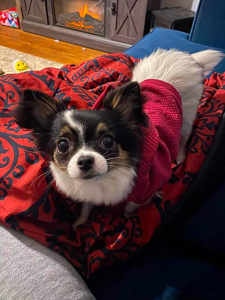 Rosie is registered to the contest to win money with this photo: canidae, carnivore, chair, comfort, companion_dog, couch, dog, dog_breed, dog_clothes, dog_supply, fashion_accessory, fawn, fur, gas, heat, pattern, sporting_group, toy_dog, whiskers, working_animal