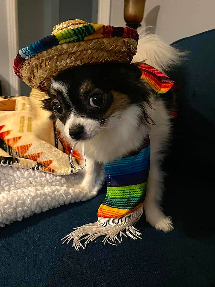 Rosie is registered to the contest to win money with this photo: cap, carnivore, companion_dog, costume_hat, dog_breed, dog_supply, event, eyewear, fashion_accessory, fawn, fedora, felidae, fur, hat, headgear, party_hat, small_to_medium_sized_cats, sombrero, sun_hat, whiskers