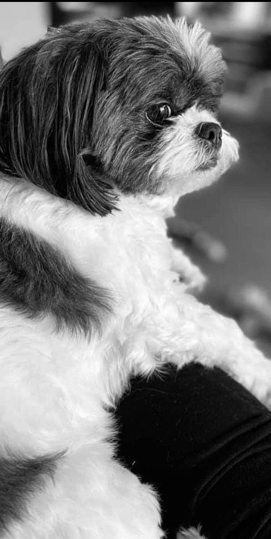 Gizmo joined the competition — help win amazing prizes! black, canidae, carnivore, companion_dog, dog, dog_breed, fur, liver, monochrome, monochrome_photography, shih_tzu, snout, sporting_group, style, terrestrial_animal, terrier, toy_dog, whiskers, white, working_animal
