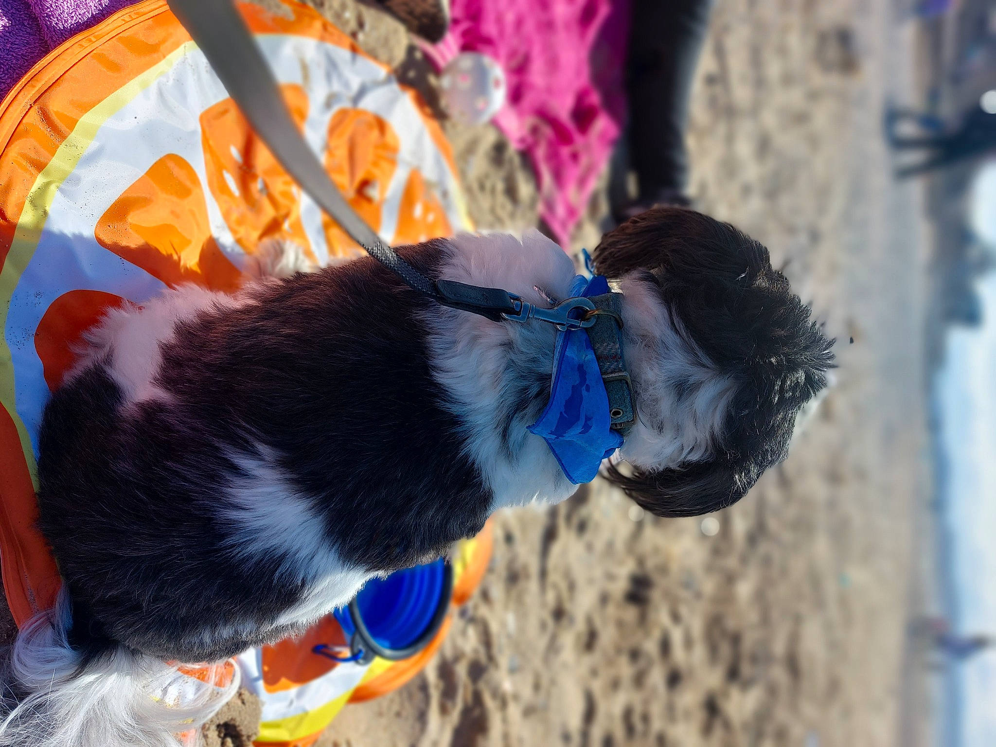 Gizmo is registered to the contest to win money with this photo: canidae, carnivore, collar, companion_dog, dog, dog_breed, dog_clothes, dog_collar, dog_supply, electric_blue, fashion_accessory, fur, leash, pet_supply, snout, sporting_group, tail, winter, working_animal, working_dog