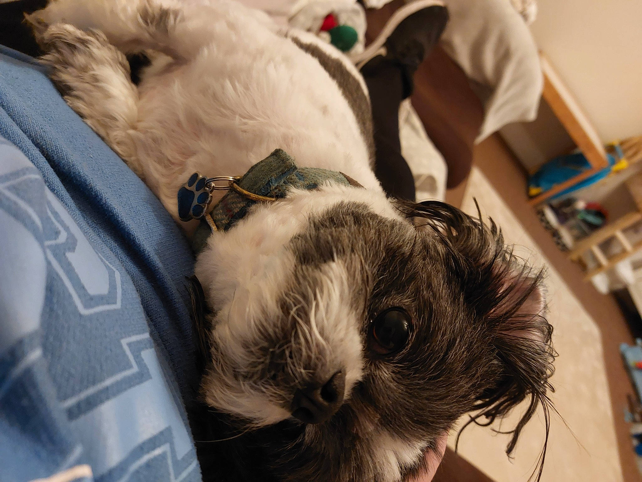 Gizmo is registered to the contest to win money with this photo: bag, canidae, carnivore, cat, chair, comfort, companion_dog, dog, dog_breed, ear, fawn, felidae, fur, nap, small_to_medium_sized_cats, snout, sporting_group, toy_dog, whiskers, working_animal