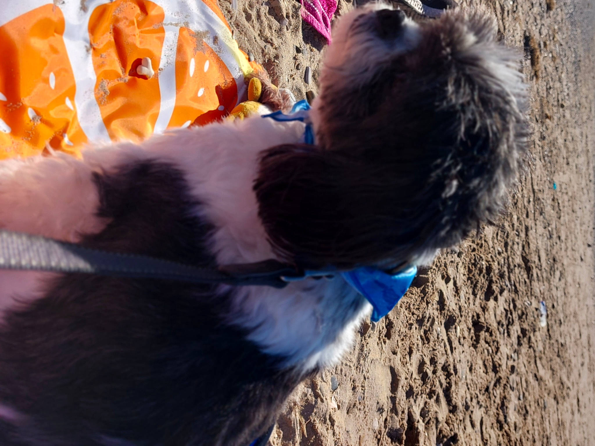 Gizmo is registered to the contest to win money with this photo: canidae, carnivore, collar, companion_dog, dog, dog_breed, dog_clothes, dog_collar, dog_supply, electric_blue, fawn, fur, leash, pet_supply, snout, soil, sporting_group, tail, terrier, working_animal