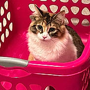 Miso joined the competition — help win amazing prizes! cat, feline, pet, laundry_basket, pink, plastic_basket, portrait, close_up, whiskers, fluffy, long_hair, indoor, home, staring, green_eyes, ears, nose, sitting, curious, cozy