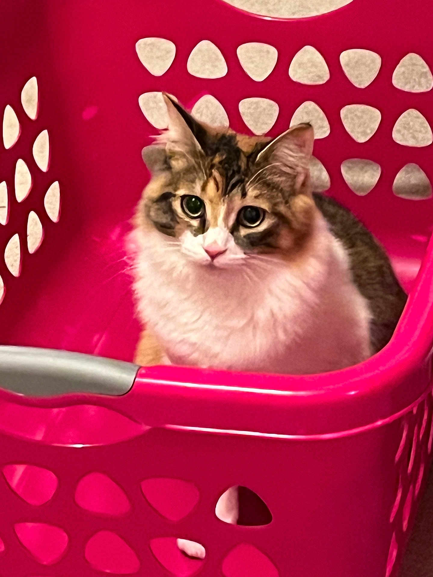 Miso joined the competition — help win amazing prizes! cat, feline, pet, laundry_basket, pink, plastic_basket, portrait, close_up, whiskers, fluffy, long_hair, indoor, home, staring, green_eyes, ears, nose, sitting, curious, cozy