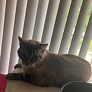 Blanco joined the competition — help win amazing prizes! cat, indoor, table, window, vertical_blinds, food_bowl, pet, feline, relaxed, curious, home, domestic, animal, fur, whiskers, ears, eyes, resting, daylight, surface