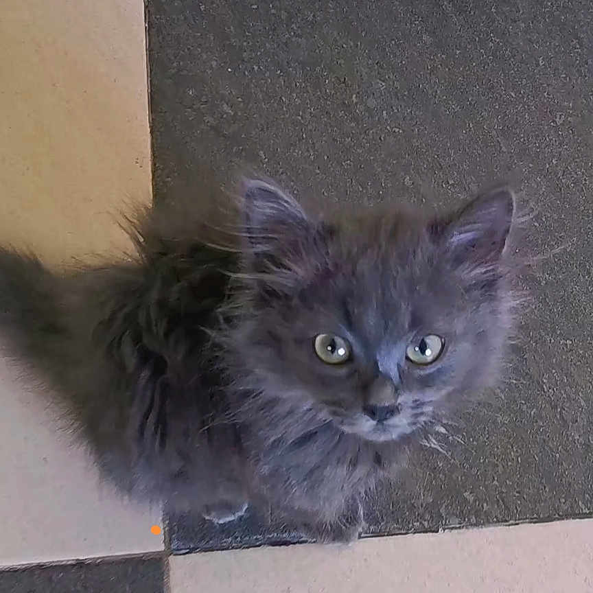 Simba a rejoint le concours — aidez-le/la à gagner de superbes lots ! adorable, animal, checkered_floor, curious, cute, domestic_cat, ears, feline, floor, fluffy, fur, gray_cat, indoor, kitten, looking_up, pet, portrait, small, whiskers, young