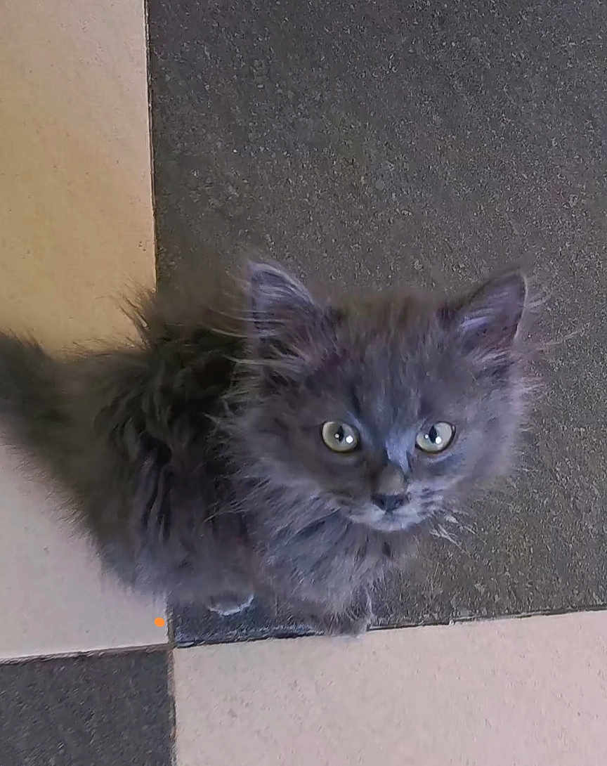 Simba