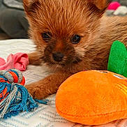 Chanel participe au concours pour gagner de l'argent avec cette photo : puppy, dog, toy, plush_toy, rope_toy, bed, furniture, indoor, cute, pet, animal, fur, small_dog, brown_fur, close_up, resting, soft_texture, adorable, young_animal, domestic_animal