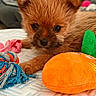 puppy, dog, toy, plush_toy, rope_toy, bed, furniture, indoor, cute, pet, animal, fur, small_dog, brown_fur, close_up, resting, soft_texture, adorable, young_animal, domestic_animal