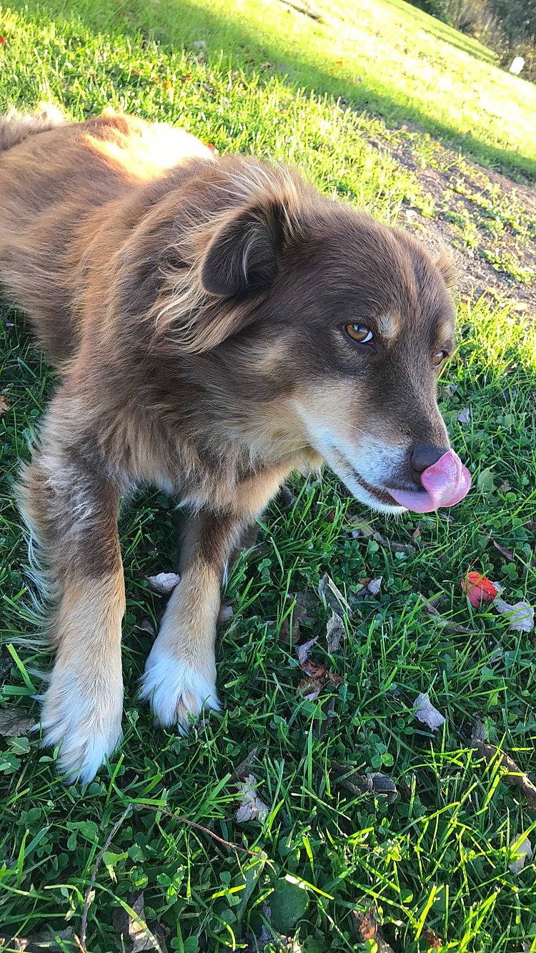 Nila is registered to the contest to win money with this photo: australian_collie, australian_shepherd, basque_shepherd_dog, border_collie, canidae, carnivore, companion_dog, dog, dog_breed, english_shepherd, grass, herding_dog, mammal, miniature_australian_shepherd, plant, rare_breed_dog, sporting_group, welsh_sheepdog, working_dog