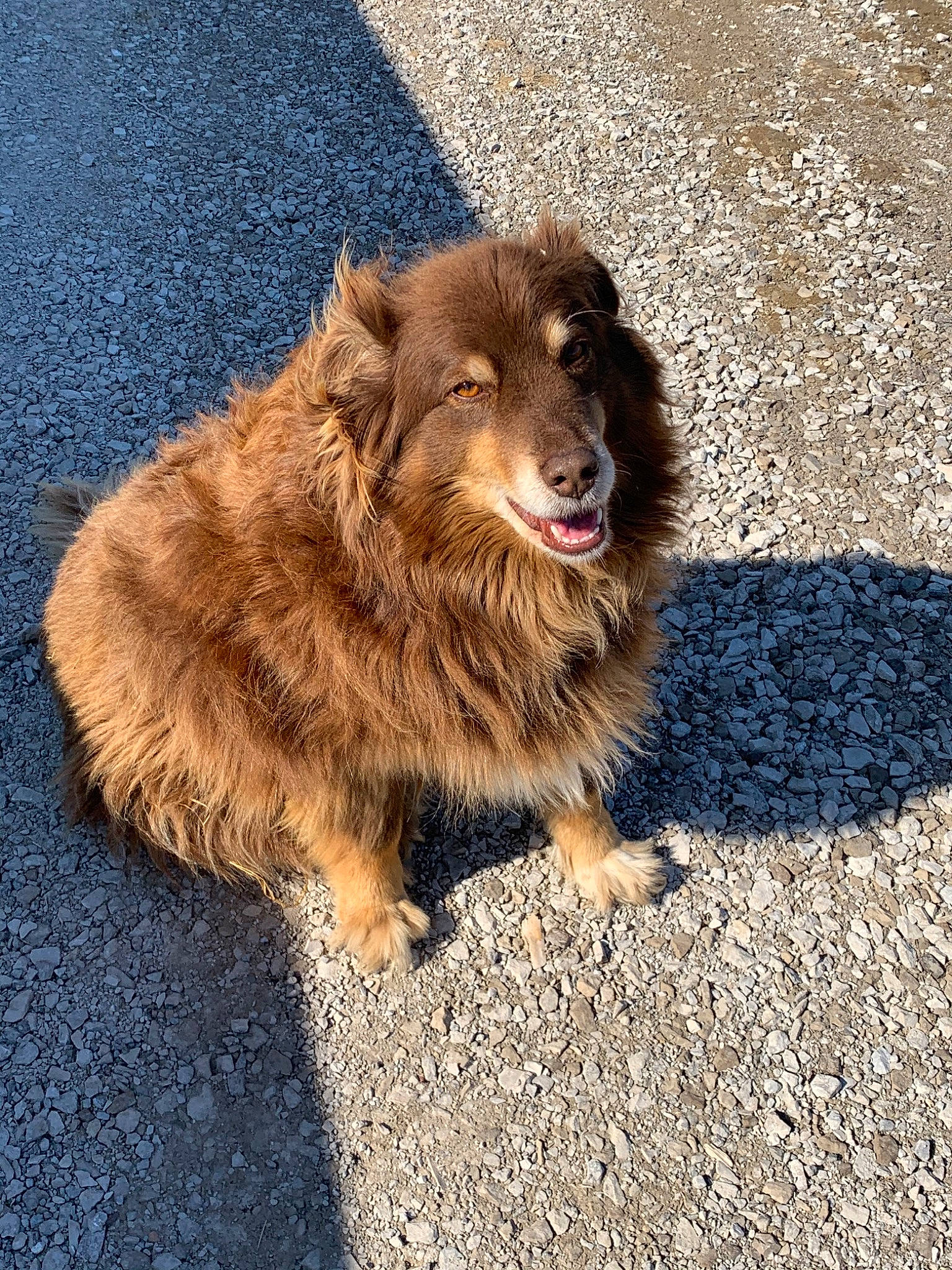 Nila joined the competition — help win amazing prizes! canidae, carnivore, companion_dog, dog, dog_breed, fawn, fur, mammal, puppy, sporting_group, working_dog