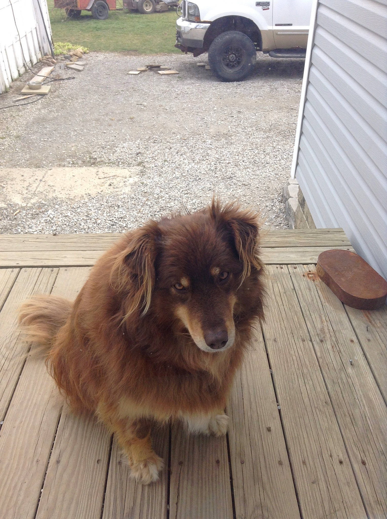 Nila is registered to the contest to win money with this photo: australian_shepherd, basque_shepherd_dog, canidae, carnivore, companion_dog, dog, dog_breed, floor, flooring, liver, mammal, miniature_australian_shepherd, puppy, small_greek_domestic_dog, sporting_group, working_dog