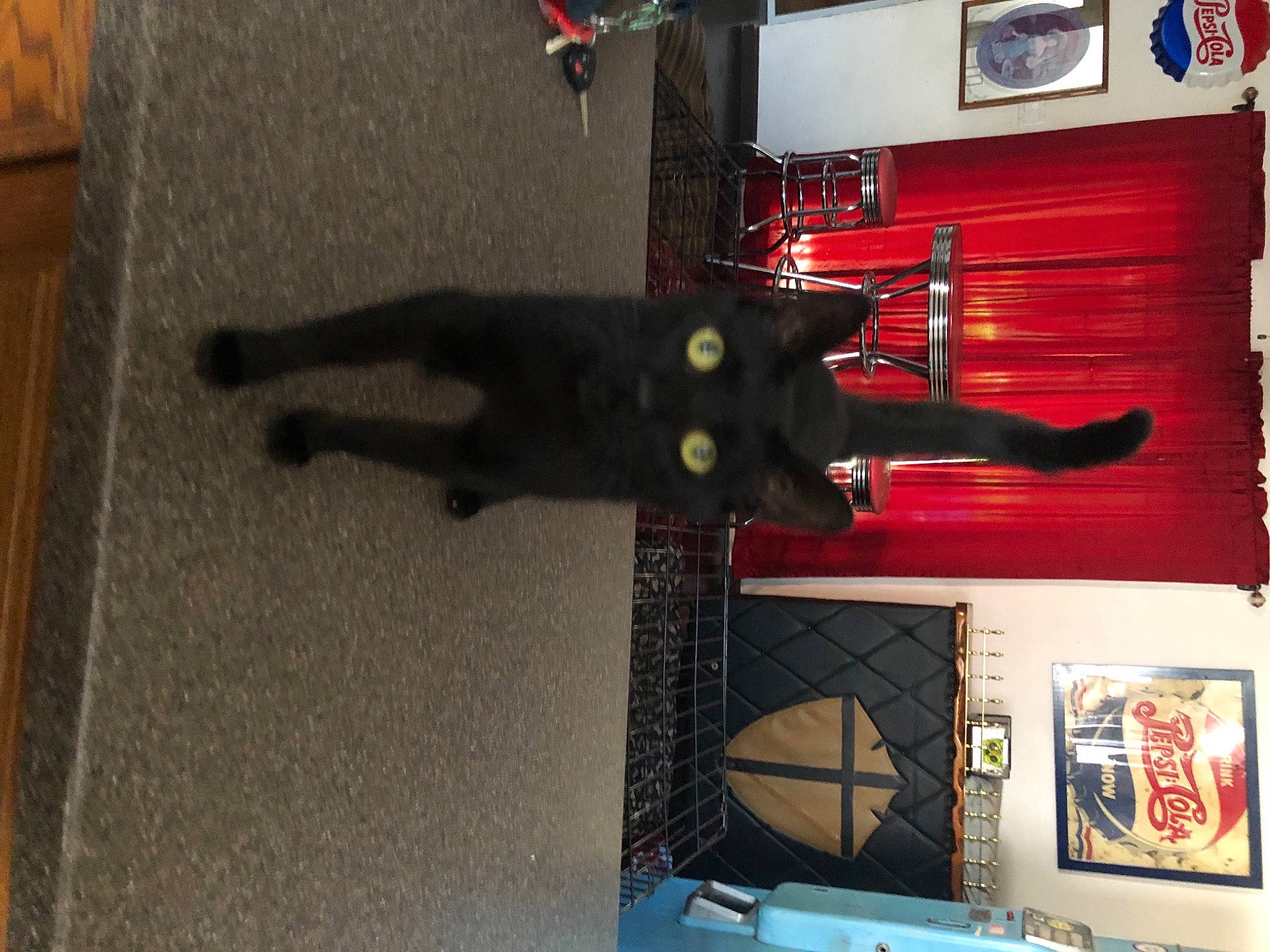 Tiger is registered to the contest to win money with this photo: