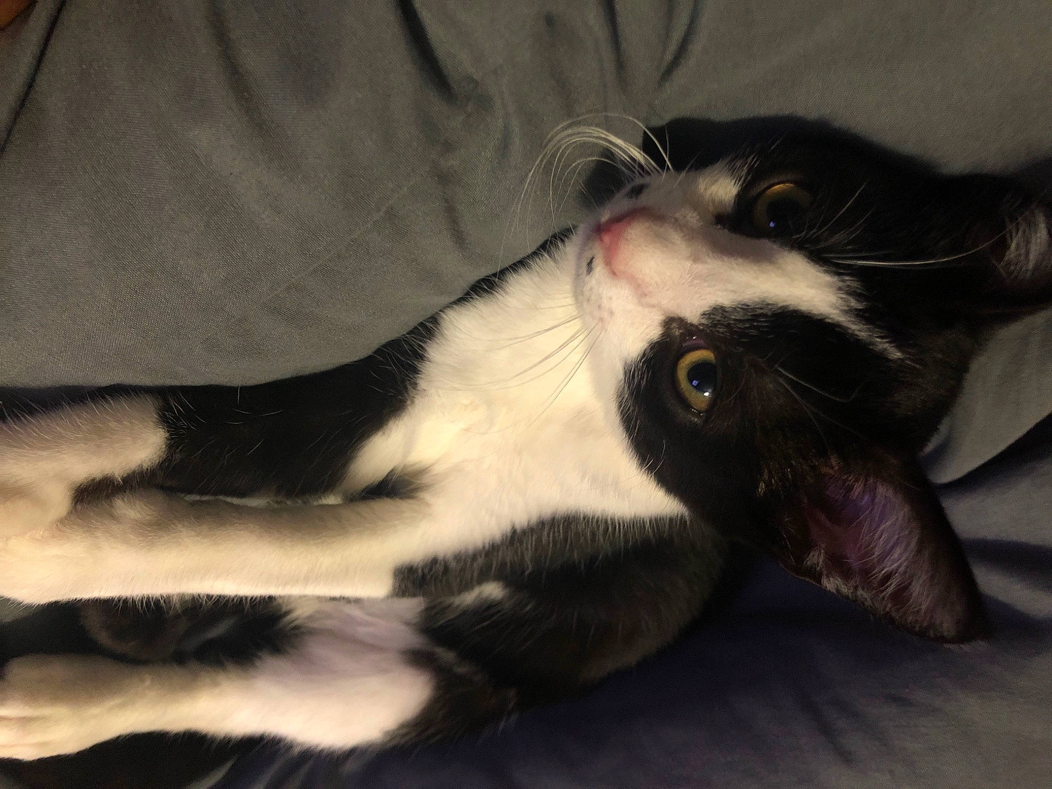 Tiger joined the competition — help win amazing prizes! carnivore, cat, claw, ear, eye, felidae, fur, paw, polydactyl_cat, small_to_medium_sized_cats, snout, tail, whiskers