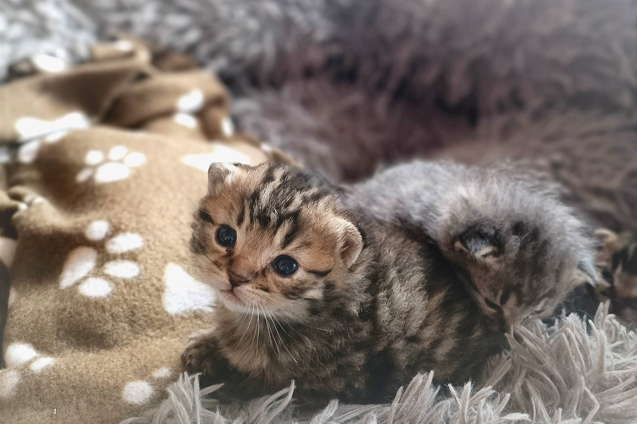 Brutus participe au concours pour gagner de l'argent avec cette photo : carnivore, cat, claw, domestic_short_haired_cat, eye, fawn, felidae, fur, grass, norwegian_forest_cat, paw, plant, small_to_medium_sized_cats, snout, tail, terrestrial_animal, tree, whiskers, wildlife, winter