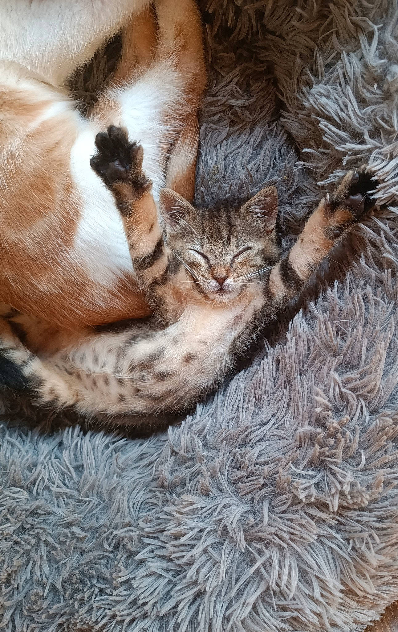 Brutus a rejoint le concours — aidez-le/la à gagner de superbes lots ! carnivore, cat, cat_bed, cat_supply, claw, comfort, conifer, domestic_short_haired_cat, fawn, felidae, fur, grass, paw, plant, small_to_medium_sized_cats, tail, terrestrial_animal, tree, whiskers, wood