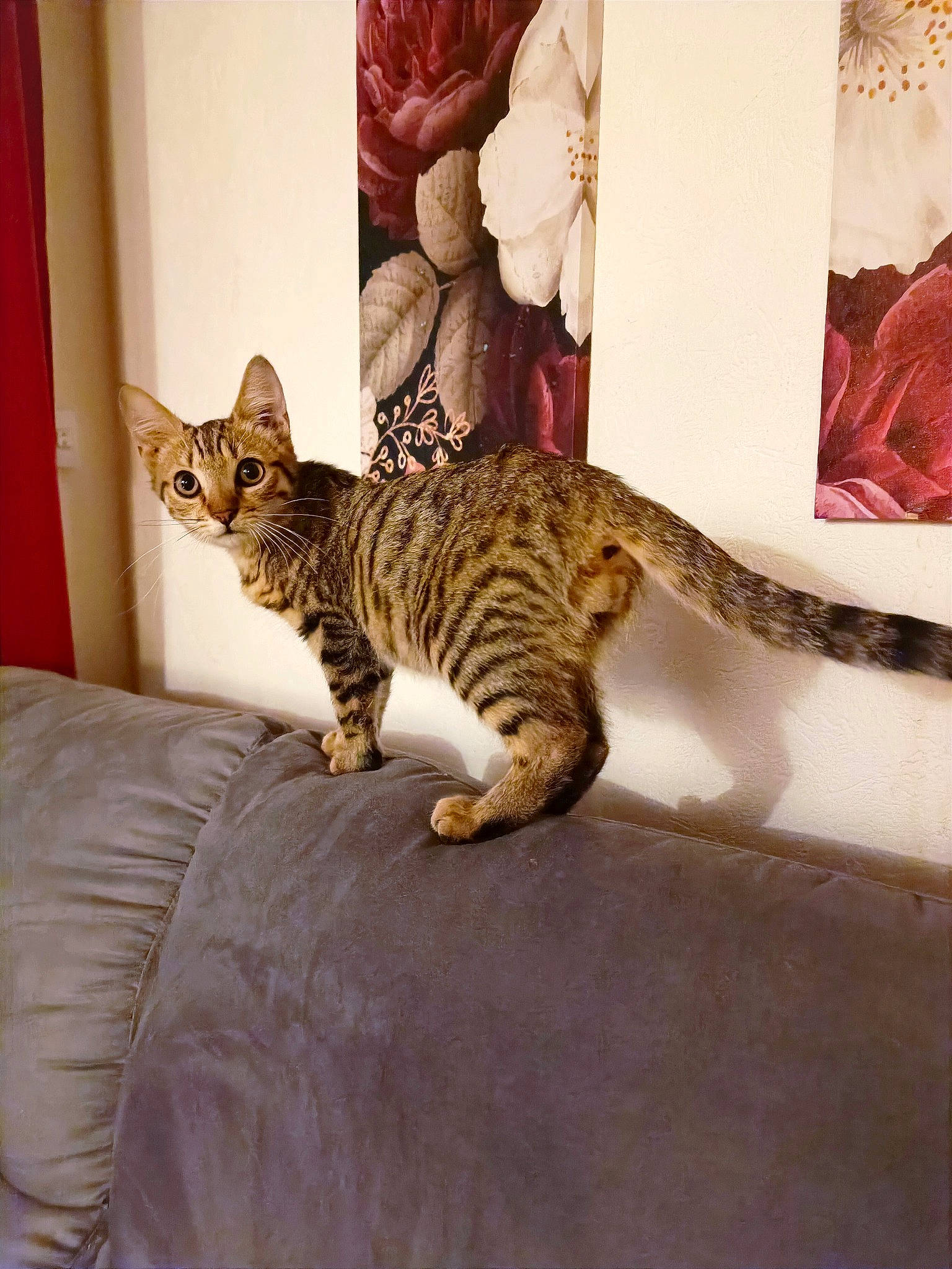 Brutus participe au concours pour gagner de l'argent avec cette photo : bed, carnivore, cat, comfort, couch, domestic_short_haired_cat, door, felidae, floor, flooring, fur, paw, picture_frame, room, small_to_medium_sized_cats, snout, tail, terrestrial_animal, whiskers, wood