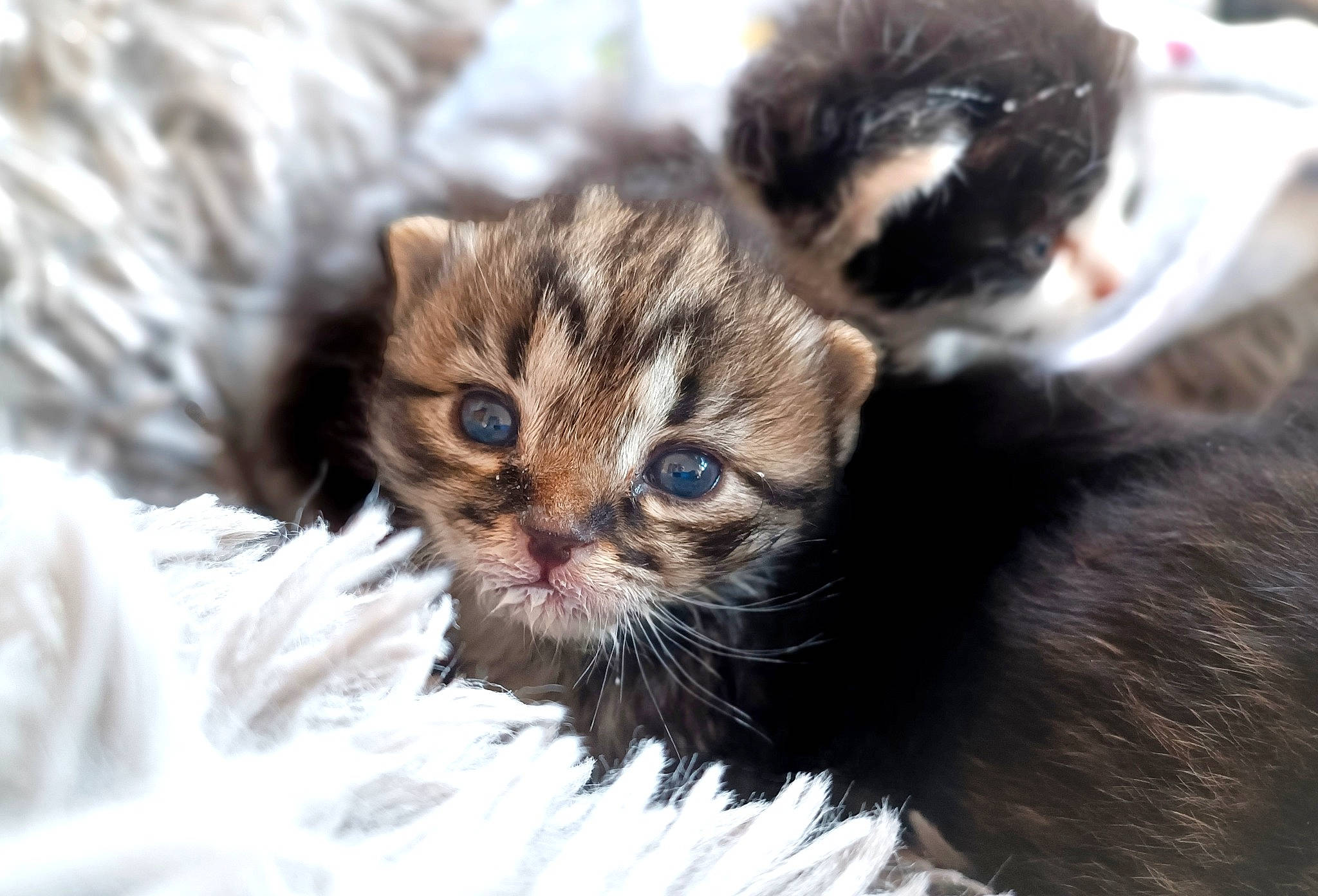 Brutus participe au concours pour gagner de l'argent avec cette photo : carnivore, cat, claw, domestic_short_haired_cat, fawn, felidae, fur, paw, small_to_medium_sized_cats, snout, tail, terrestrial_animal, whiskers, wildlife
