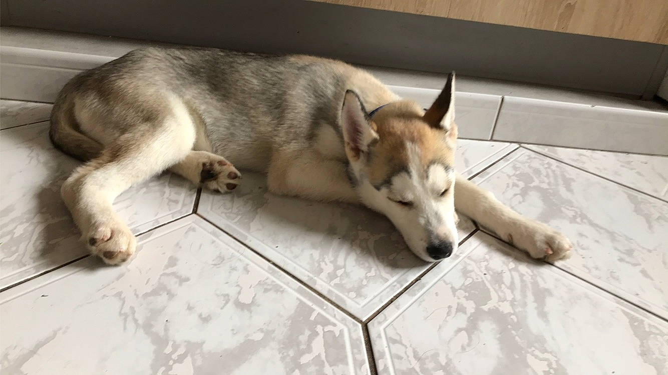 Okami a rejoint le concours — aidez-le/la à gagner de superbes lots ! canidae, canis, carnivore, comfort, companion_dog, dog, dog_breed, fawn, floor, flooring, fur, non_sporting_group, paw, snout, sporting_group, tail, terrestrial_animal, wood, working_animal