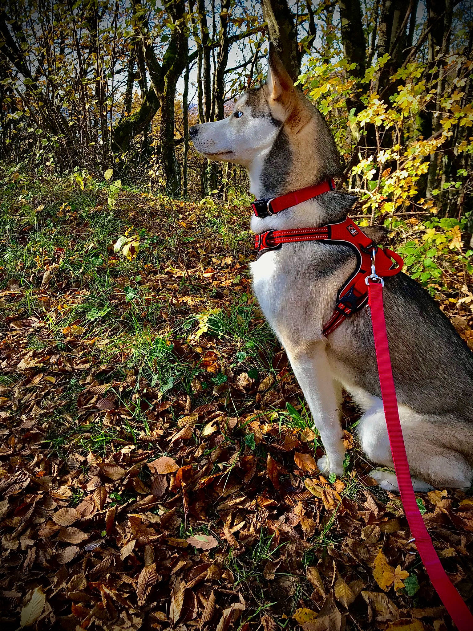 Okami participe au concours pour gagner de l'argent avec cette photo : canidae, carnivore, collar, companion_dog, dog, dog_breed, dog_collar, dog_hiking, dog_supply, fashion_accessory, fawn, forest, grass, leash, plant, sporting_group, tail, tree, twig, woodland