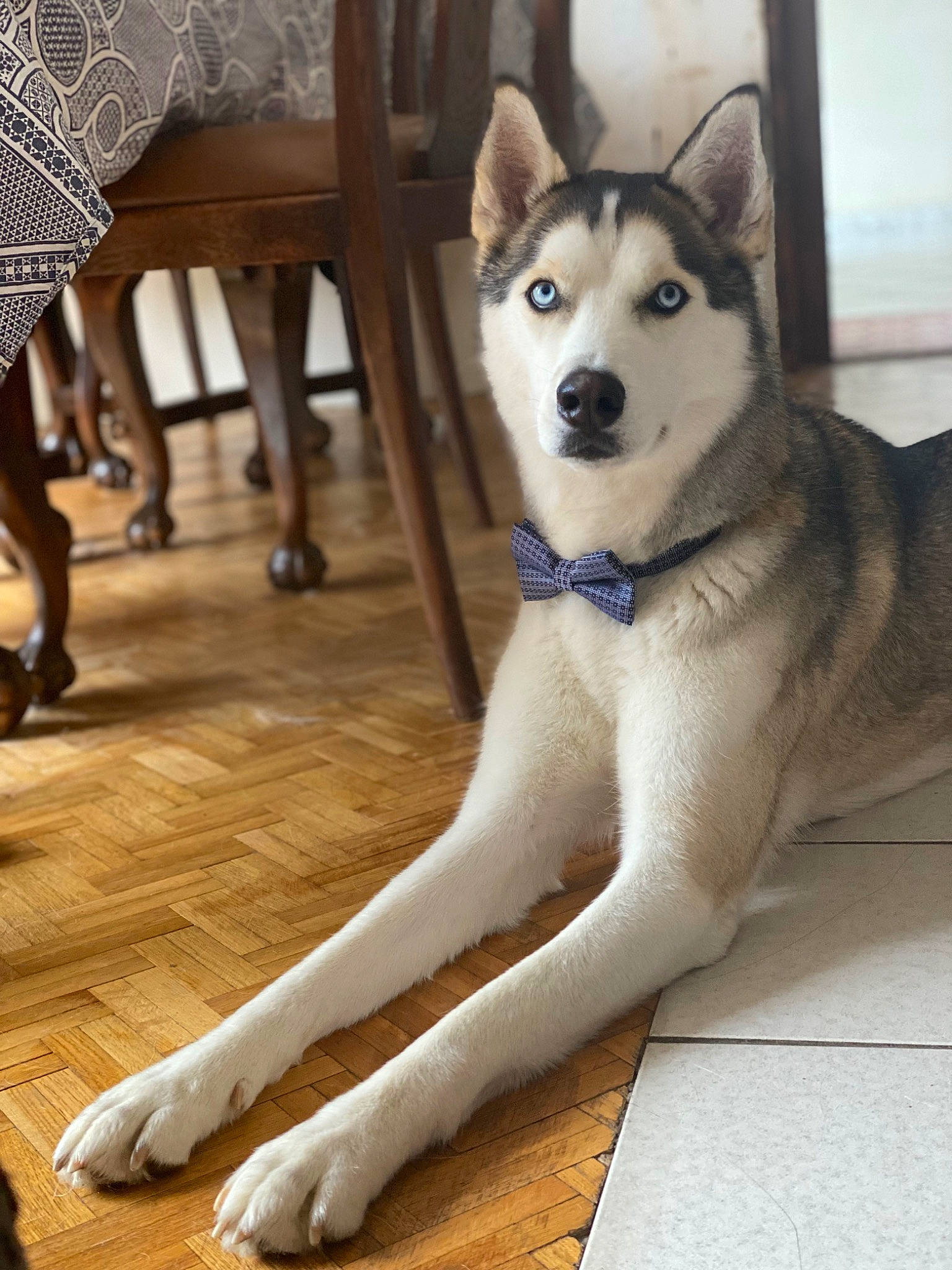 Okami a rejoint le concours — aidez-le/la à gagner de superbes lots ! carnivore, comfort, companion_dog, dog, dog_breed, fawn, floor, flooring, foot, fur, hardwood, human_leg, jaw, laminate_flooring, sled_dog, snout, tail, thigh, wood, working_animal