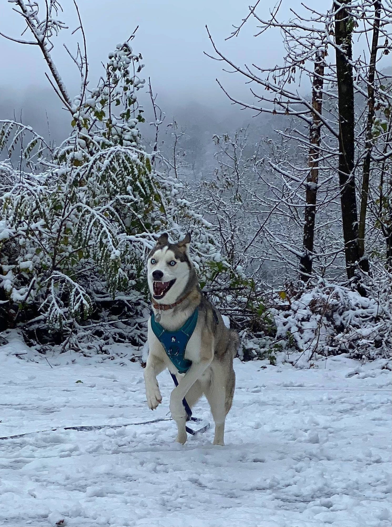 Okami participe au concours pour gagner de l'argent avec cette photo : carnivore, collar, companion_dog, dog, dog_breed, dog_collar, dog_supply, fawn, freezing, leash, pet_supply, plant, sky, snout, snow, sporting_group, tail, tree, twig, winter