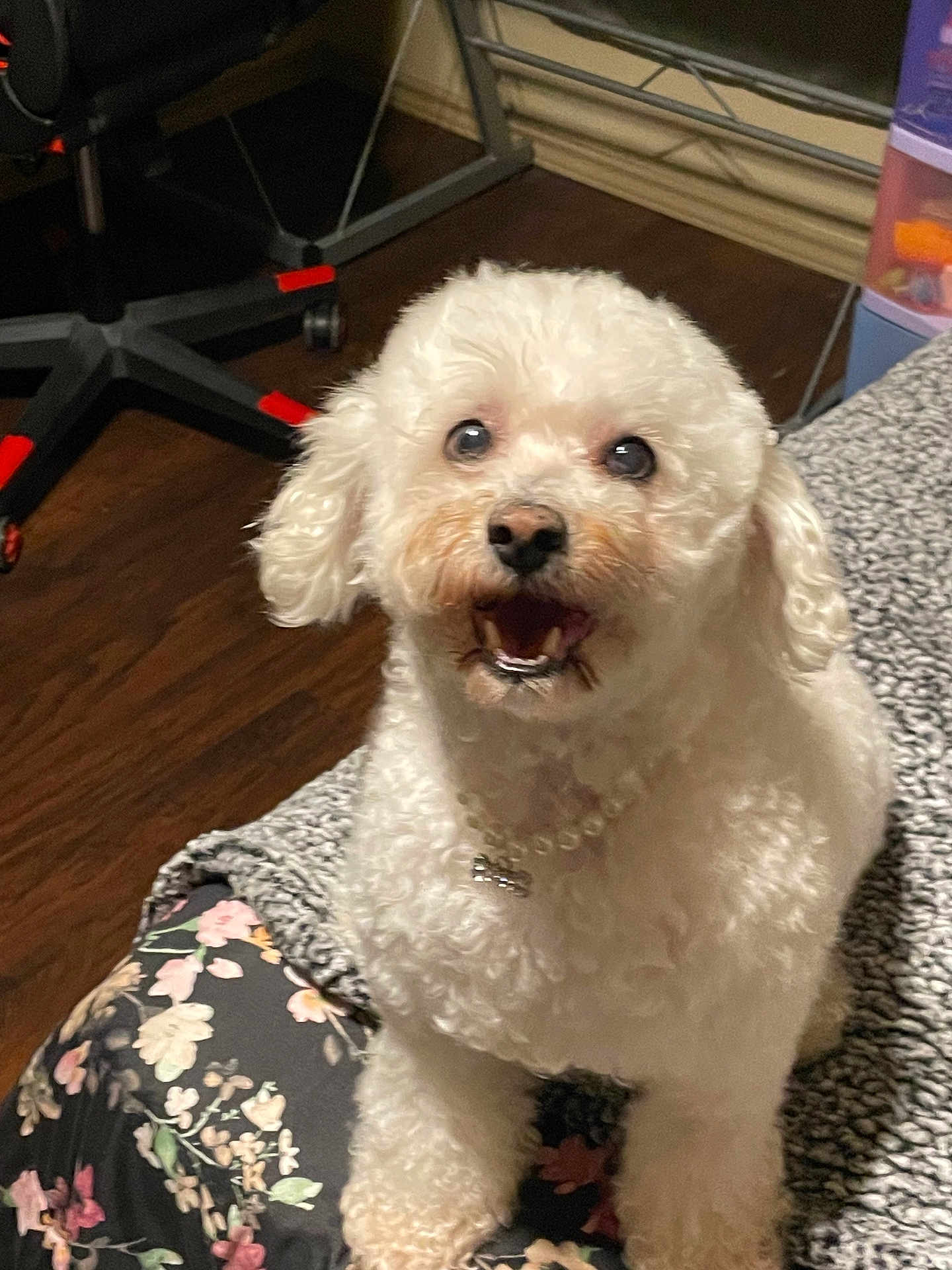 Candy is registered to the contest to win money with this photo: dog, white_dog, curly_fur, pet, indoor, floor, blanket, chair, collar, necklace, animal, cute, small_dog, fur, expression, sitting, happy, household, wood_floor, floral_pattern