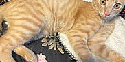 Candy is registered to the contest to win money with this photo: cat, kitten, orange_tabby, animal, pet, feline, lying_down, blanket, floral_pattern, curious, indoor, cute, young, fur, whiskers, ears, eyes, paw, bed, cozy