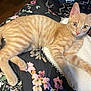 cat, kitten, orange_tabby, animal, pet, feline, lying_down, blanket, floral_pattern, curious, indoor, cute, young, fur, whiskers, ears, eyes, paw, bed, cozy