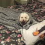 Candy joined the competition — help win amazing prizes! dog, blanket, bed, floral, pillow, yawning, knit, white, cute, pet, cozy, indoor, furniture, decor, table, flower, sleepy, resting, animal, bedroom