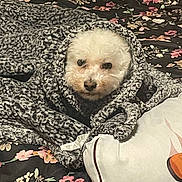 Candy is registered to the contest to win money with this photo: dog, white_dog, blanket, knit_blanket, bed, pillow, floral_pattern, cozy, cute, pet, indoors, resting, cute_pet, warm, snug, fur, animal, comfort, portrait, relaxing