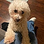 Candy is registered to the contest to win money with this photo: dog, poodle, white_dog, curly_fur, pet, indoor, flooring, rug, denim, jeans, paws, looking_up, close_up, cute, animal, companion, home, casual, footwear, person