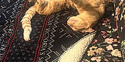Cielito joined the competition — help win amazing prizes! cat, ginger_cat, stretching, blanket, floral_pattern, anime_pillow, couch, indoor, relaxing, sleeping, pet, cute, cozy, feline, fur, home, sunlight, comfort, resting, nap
