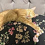 Cielito joined the competition — help win amazing prizes! ginger_cat, sleeping, floral_cushion, cat, pet, feline, resting, indoor, cozy, tufted_headboard, soft_texture, relaxation, whiskers, paws, cute, domestic_animal, comfort, animal, peaceful, nap
