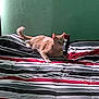 Cielito joined the competition — help win amazing prizes! cat, bed, comforter, striped, red, black, white, green_wall, indoor, feline, relaxed, pet, animal, tail, pillow, resting, cozy, furniture, striped_bedding, domestic_cat