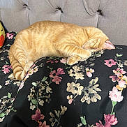 Cielito is registered to the contest to win money with this photo: cat, orange_tabby, sleeping, nap, blanket, floral_pattern, cushion, bed, cozy, indoor, pet, fur, whiskers, relaxed, animal, cute, soft, resting, comfort, domestic