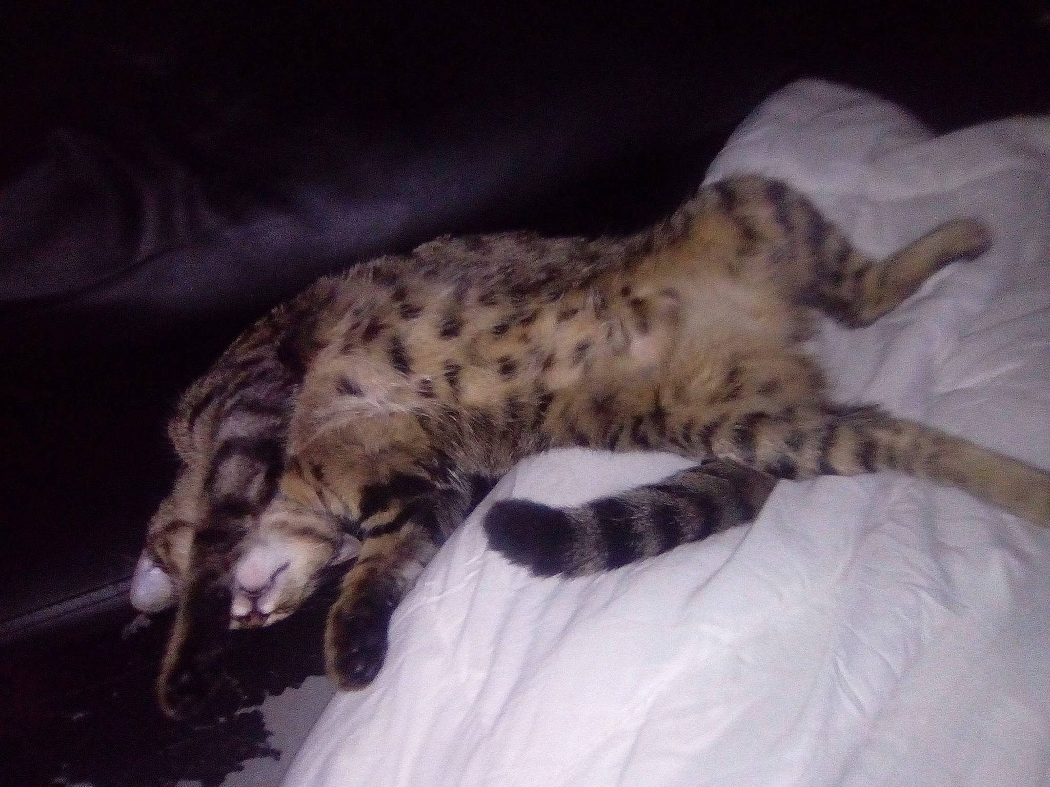 Filou participe au concours pour gagner de l'argent avec cette photo : bed, big_cats, carnivore, cat, claw, comfort, couch, domestic_short_haired_cat, felidae, fur, nap, paw, sleep, small_to_medium_sized_cats, snout, tail, terrestrial_animal, whiskers, wildlife