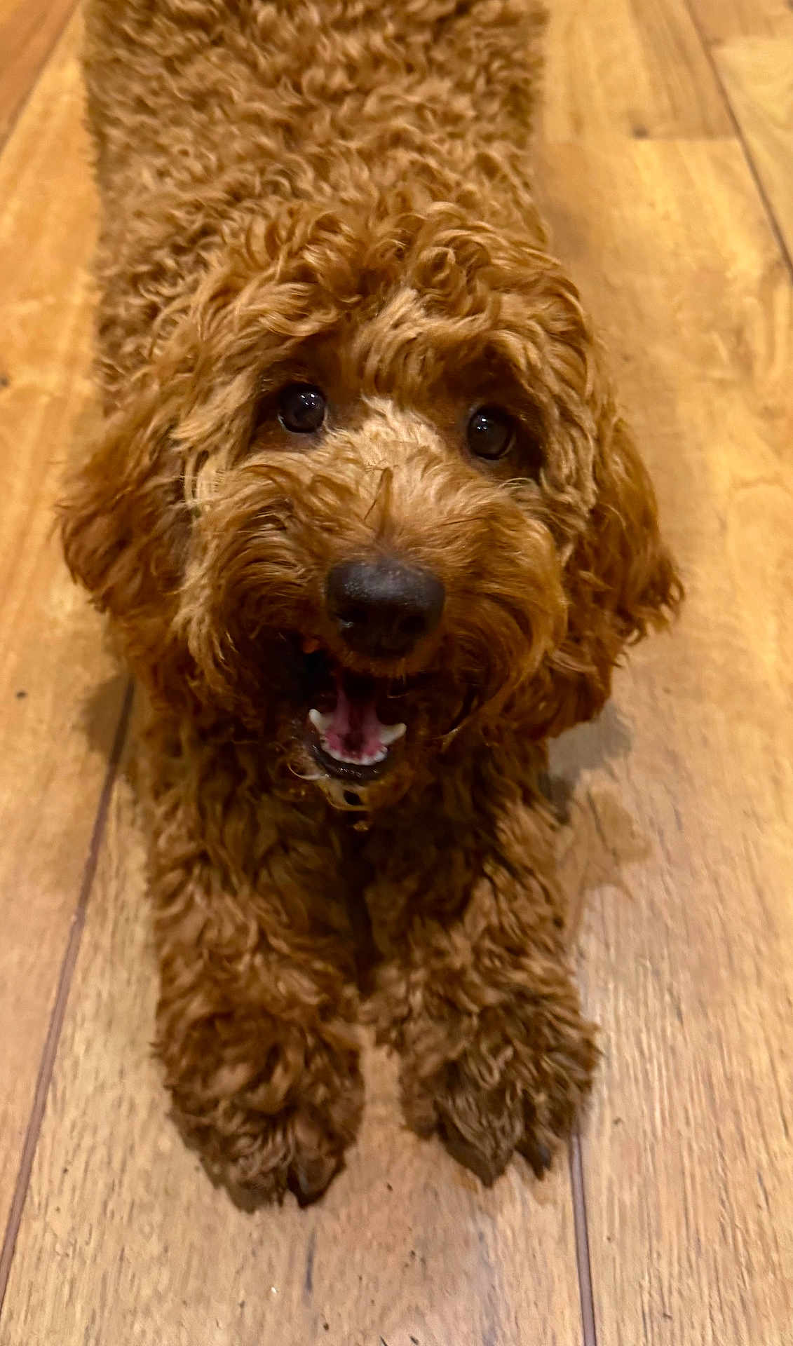 Peggy is registered to the contest to win money with this photo: dog, brown, curly_fur, pet, animal, indoor, wooden_floor, happy, playful, cute, canine, fur, tongue, paw, closeup, friendly, companion, domestic, looking_up, smiling