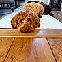 dog, curly_fur, brown_dog, black_dog, indoor, wooden_floor, rug, furniture, chair, table, resting, pet, canine, floor, relaxed, house, cozy, domestic, companion, animal