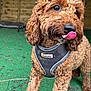 dog, curly_fur, brown_fur, pet, outdoor, harness, licking_nose, playful, animal, canine, close_up, green_carpet, wooden_wall, paws, ears, fur_texture, standing, snout, tongue, background