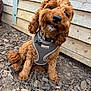 Peggy joined the competition — help win amazing prizes! dog, curly_hair, brown_dog, harness, pet, outdoor, wood_chips, fence, sitting, cute, portrait, animal, canine, friendly, fluffy, nose, ears, collar, tag, playful