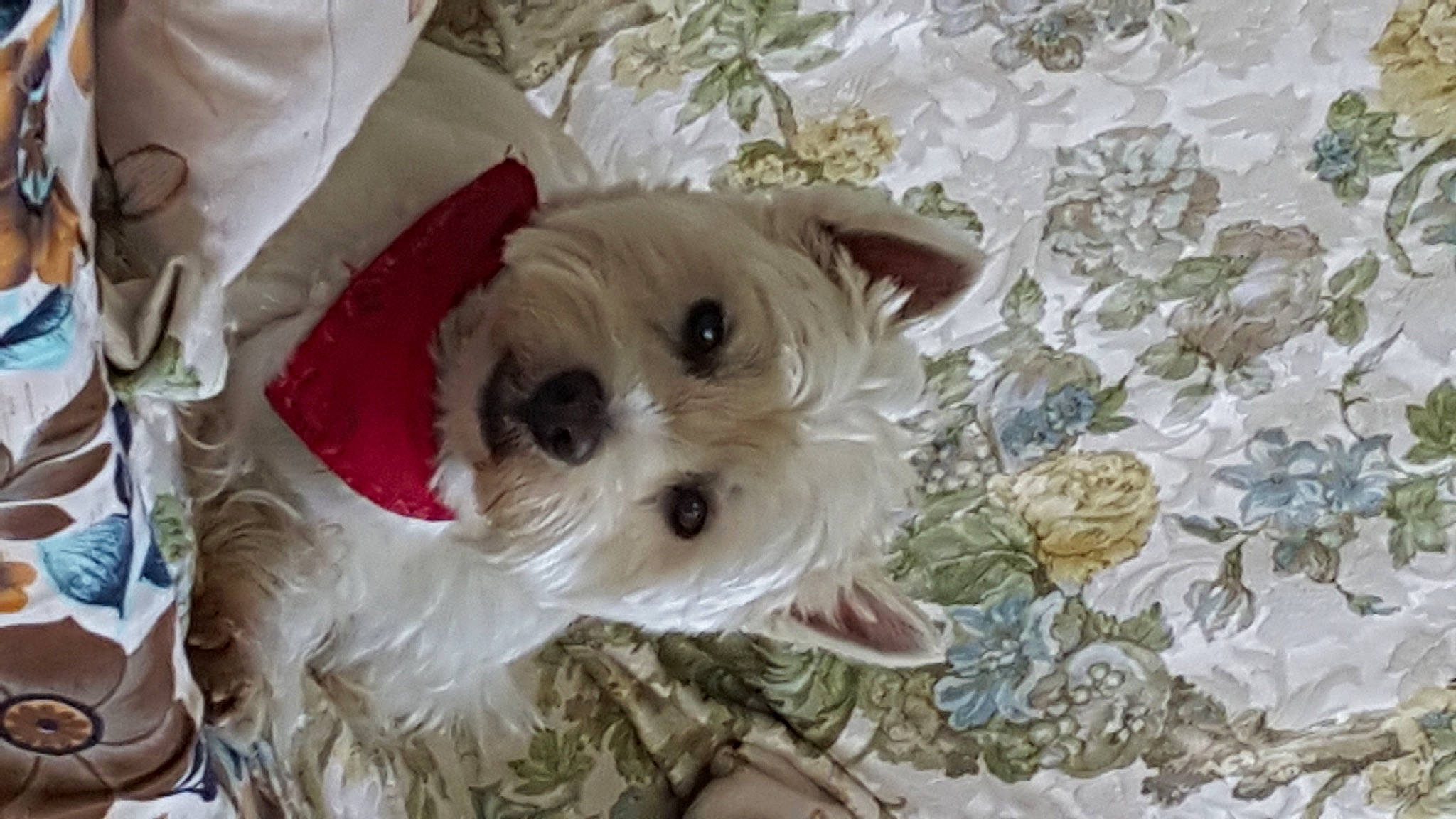 Ilton participe au concours pour gagner de l'argent avec cette photo : carnivore, companion_dog, dog, dog_breed, dog_clothes, dog_supply, fawn, firefighter, mammal, pattern, petal, plant, small_terrier, snout, sporting_group, stuffed_toy, terrier, toy, toy_dog, working_animal