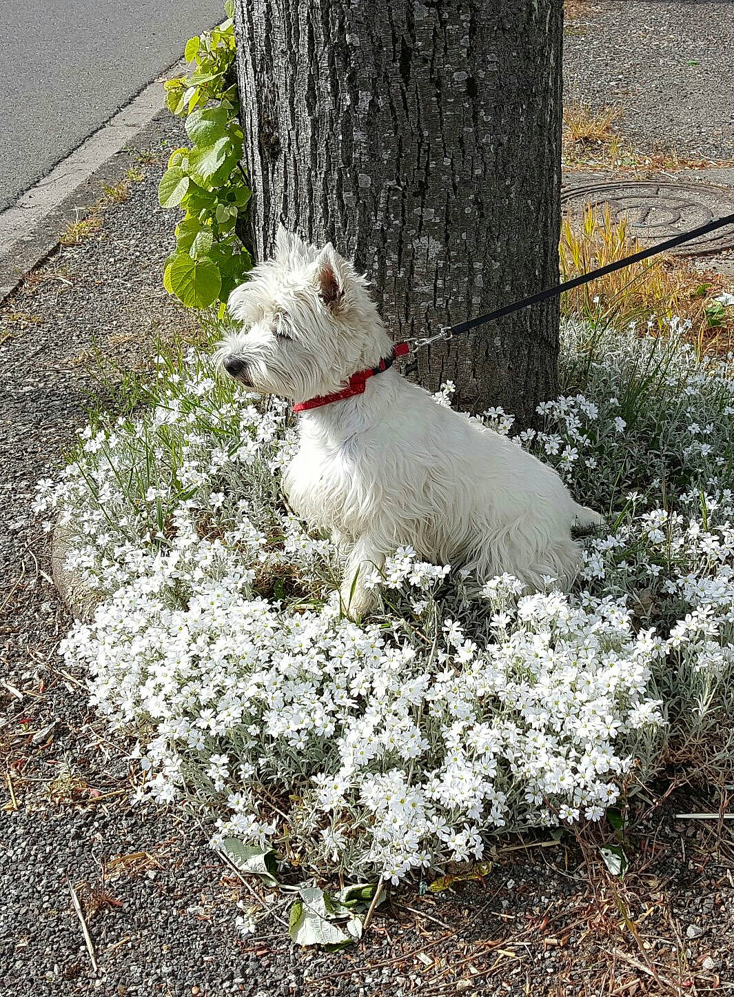 Ilton participe au concours pour gagner de l'argent avec cette photo : carnivore, companion_dog, dog, dog_breed, dog_collar, fawn, flower, grass, groundcover, leaf, plant, road_surface, shrub, sidewalk, snout, sporting_group, spring, tail, trunk, working_animal
