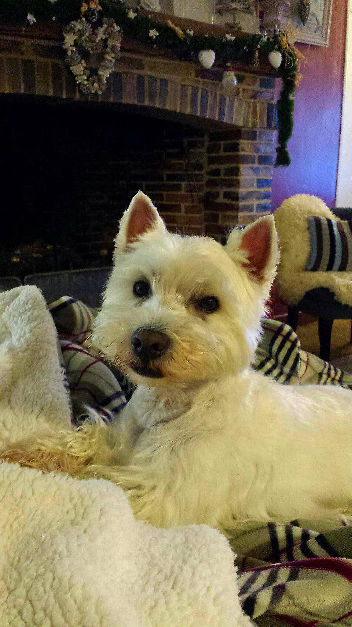 Ilton a rejoint le concours — aidez-le/la à gagner de superbes lots ! canidae, carnivore, companion_dog, dog, dog_breed, dog_supply, ear, fawn, fur, non_sporting_group, picture_frame, small_terrier, snout, sporting_group, tail, terrestrial_animal, terrier, toy_dog, whiskers, working_animal