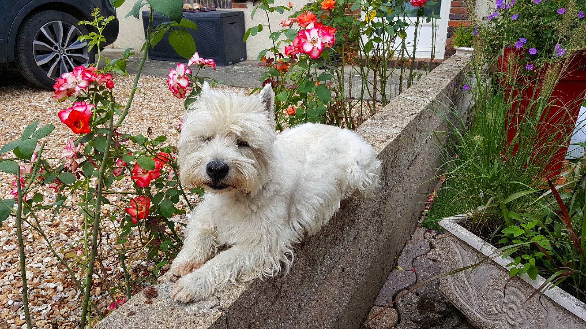 Ilton participe au concours pour gagner de l'argent avec cette photo : annual_plant, carnivore, companion_dog, dog, dog_breed, flower, garden, grass, groundcover, landscaping, plant, shrub, sidewalk, small_terrier, spring, terrier, tire, toy_dog, wheel, working_animal
