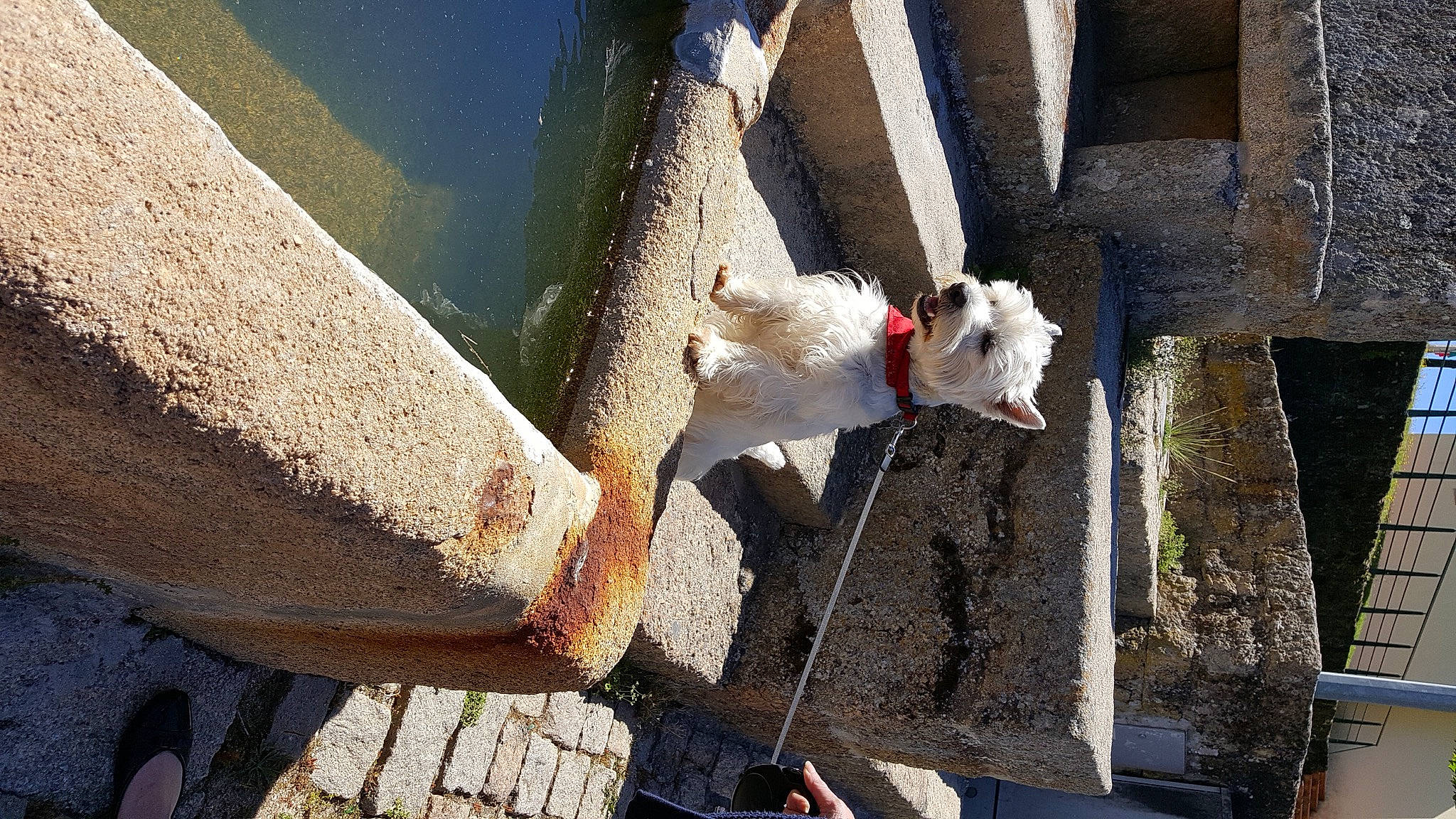 Ilton participe au concours pour gagner de l'argent avec cette photo : canidae, carnivore, cement, companion_dog, composite_material, concrete, curb, dog, dog_breed, door, facade, fawn, line, shadow, snout, sporting_group, tail, tints_and_shades, window, wood